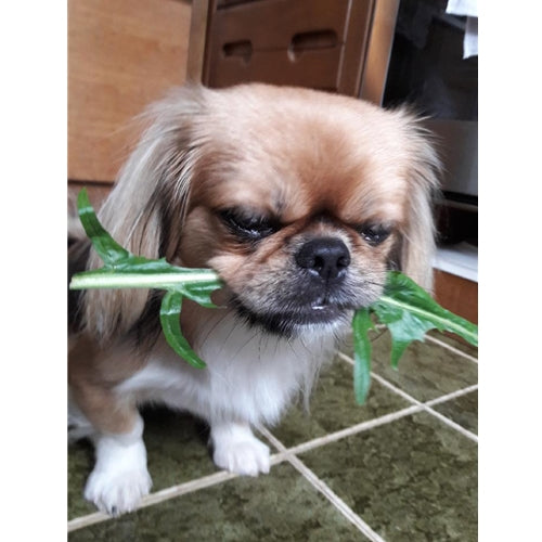 Mr.Pet spletna trgovina