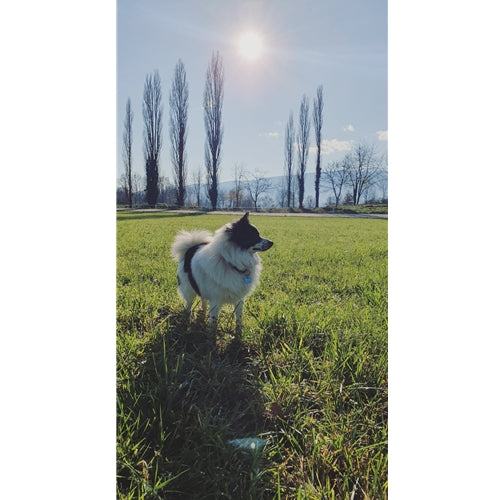 Mr.Pet spletna trgovina