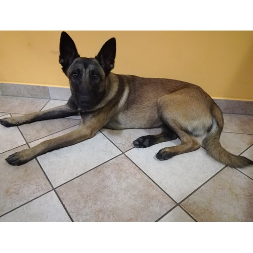 Mr.Pet spletna trgovina