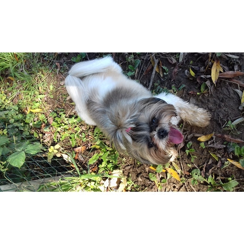 Mr.Pet spletna trgovina