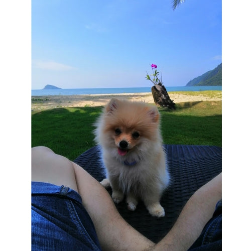 Mr.Pet spletna trgovina