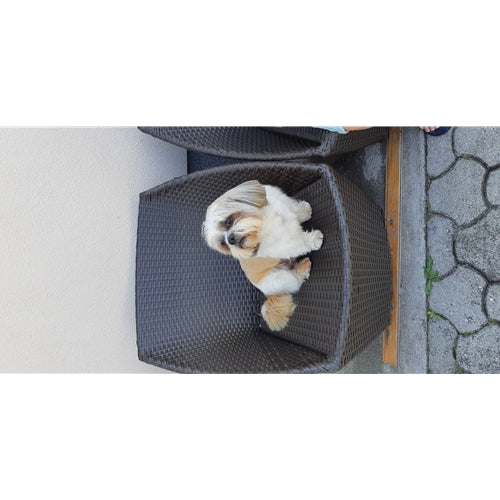Mr.Pet spletna trgovina