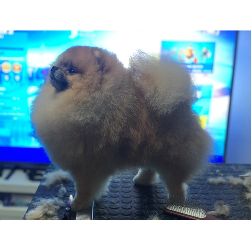 Mr.Pet spletna trgovina