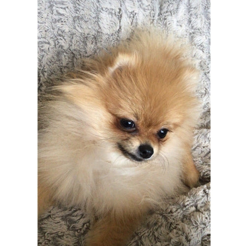 Mr.Pet spletna trgovina