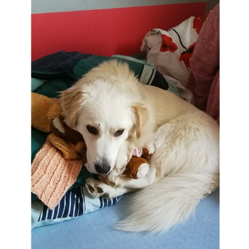 Mr.Pet spletna trgovina