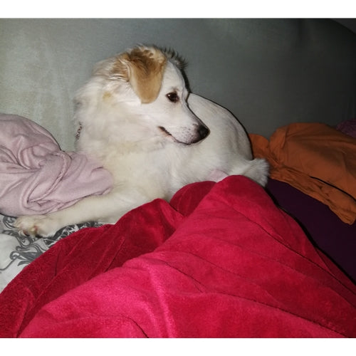 Mr.Pet spletna trgovina
