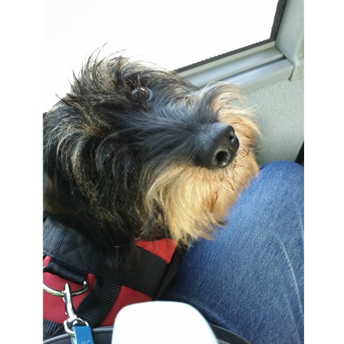 Spletna trgovina Mr.Pet