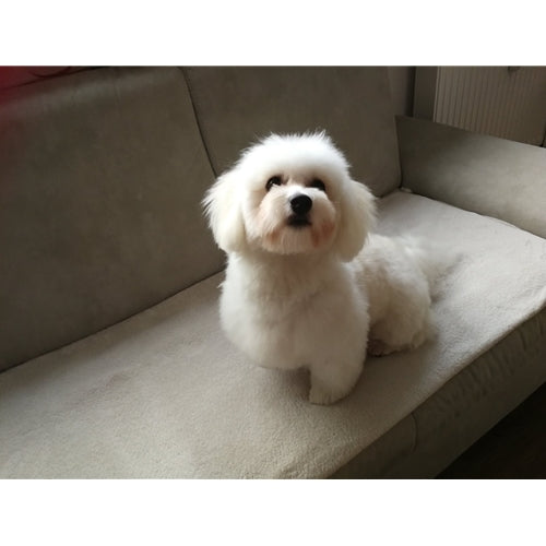 Mr.Pet spletna trgovina