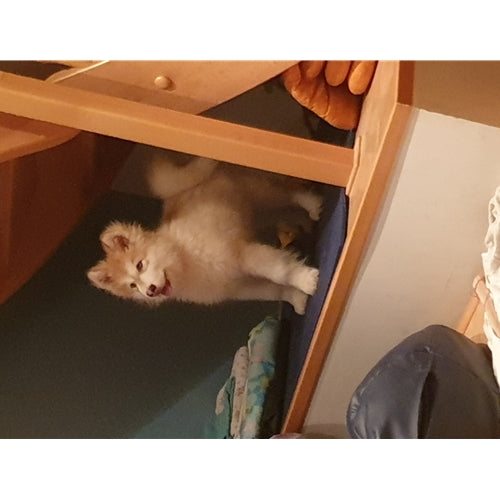 Mr.Pet spletna trgovina