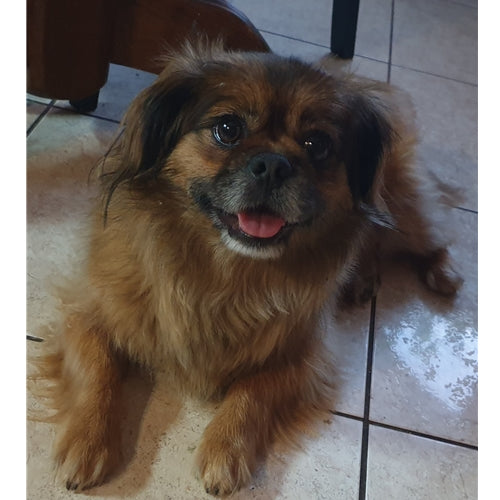 Mr.Pet spletna trgovina