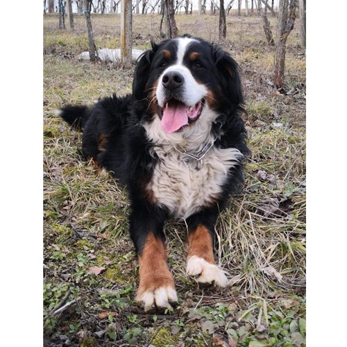 Mr.Pet spletna trgovina