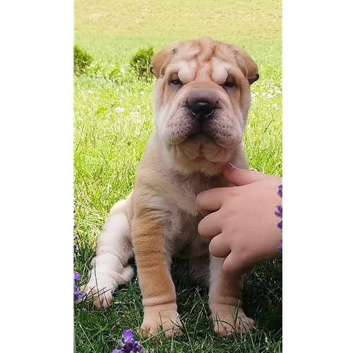 Mr.Pet spletna trgovina
