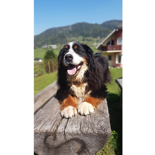 Mr.Pet spletna trgovina