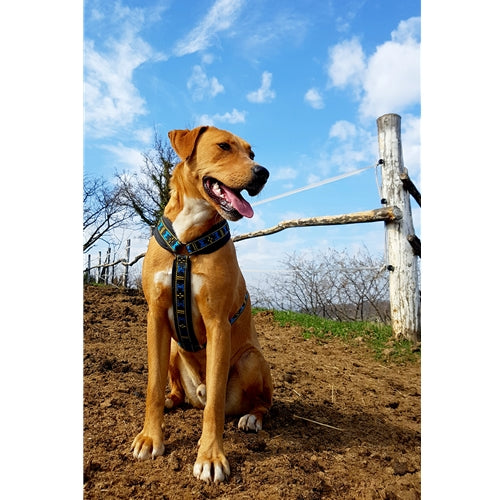 Mr.Pet spletna trgovina