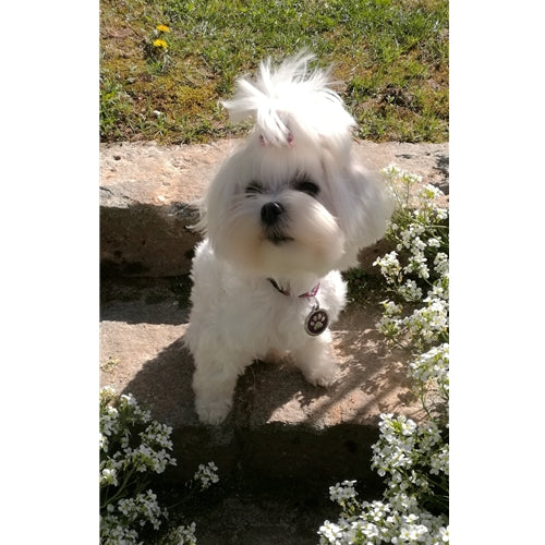 Mr.Pet spletna trgovina