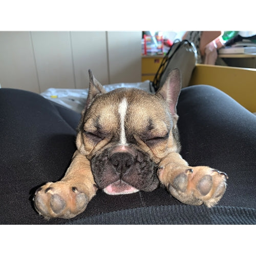Mr.Pet spletna trgovina