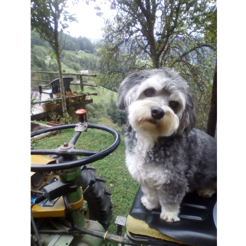 Mr.Pet spletna trgovina