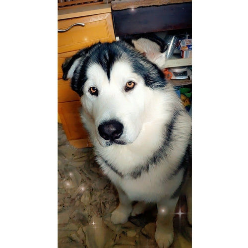 Mr.Pet spletna trgovina