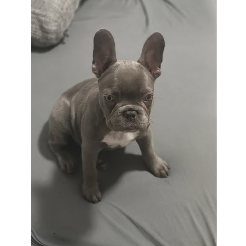 Mr.Pet spletna trgovina