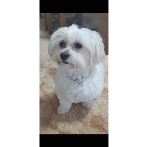 Mr.Pet spletna trgovina