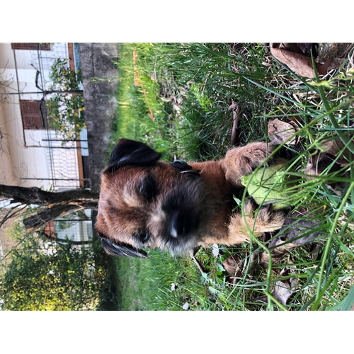 Mr.Pet spletna trgovina