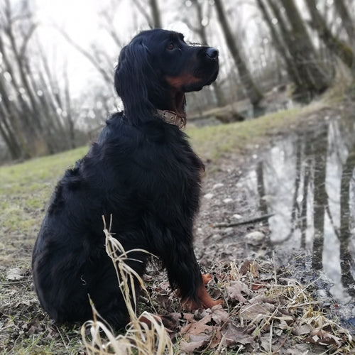 Mr.Pet spletna trgovina