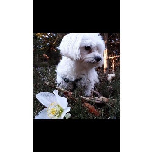 Mr.Pet spletna trgovina