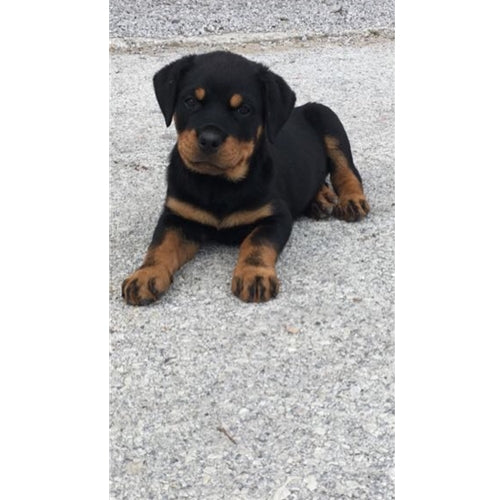 Mr.Pet spletna trgovina