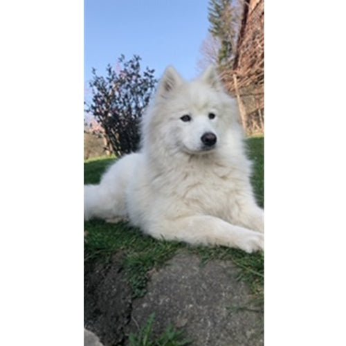 Mr.Pet spletna trgovina