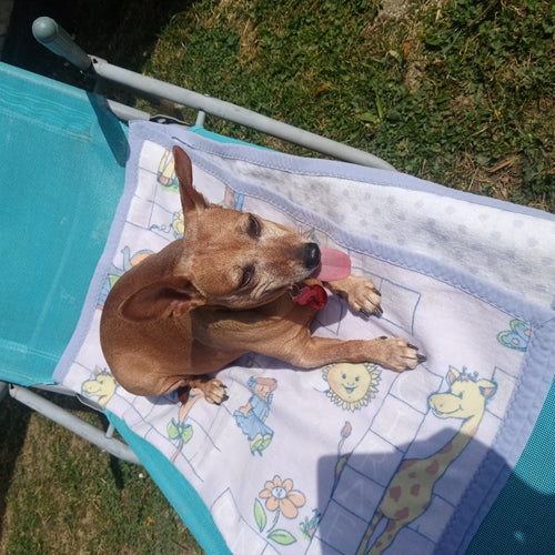 Mr.Pet spletna trgovina