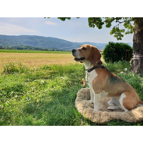 Mr.Pet spletna trgovina
