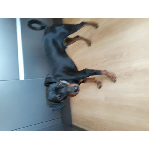 Mr.Pet spletna trgovina