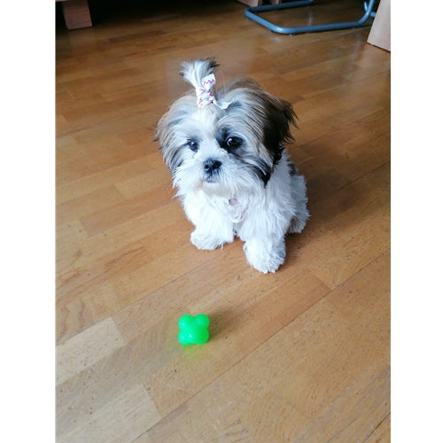 Mr.Pet spletna trgovina