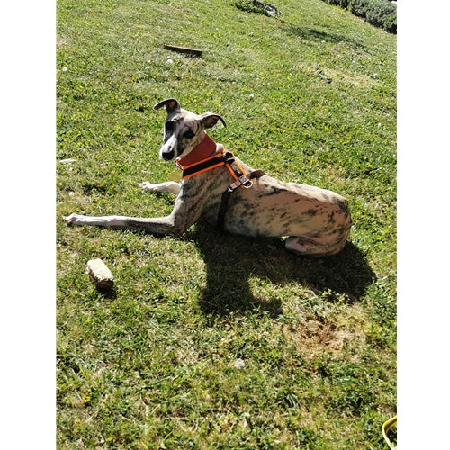 Mr.Pet spletna trgovina