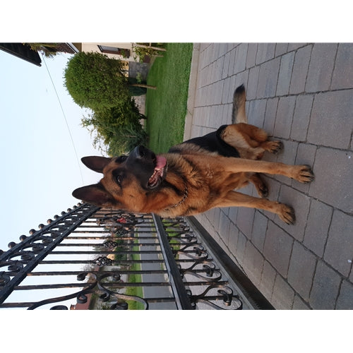 Mr.Pet spletna trgovina