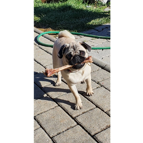 Mr.Pet spletna trgovina