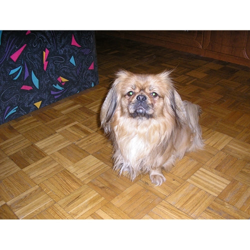 Mr.Pet spletna trgovina