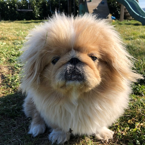 Mr.Pet spletna trgovina