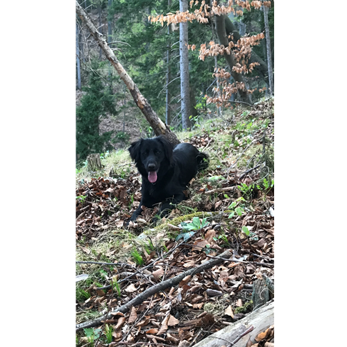 Spletna trgovina Mr.Pet