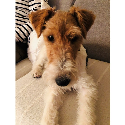 Mr.Pet spletna trgovina