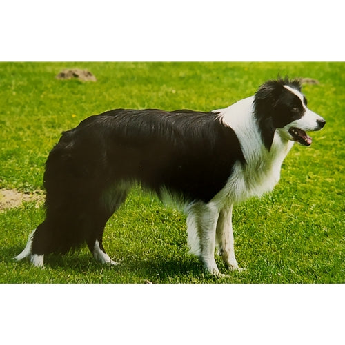 Mr.Pet spletna trgovina