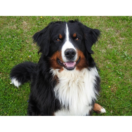 Mr.Pet spletna trgovina