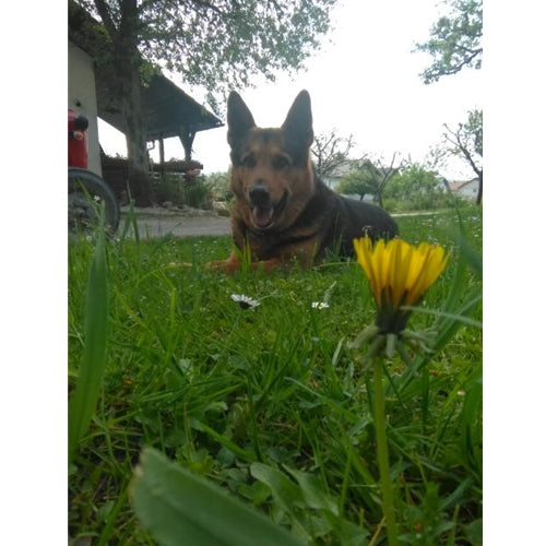 Mr.Pet spletna trgovina