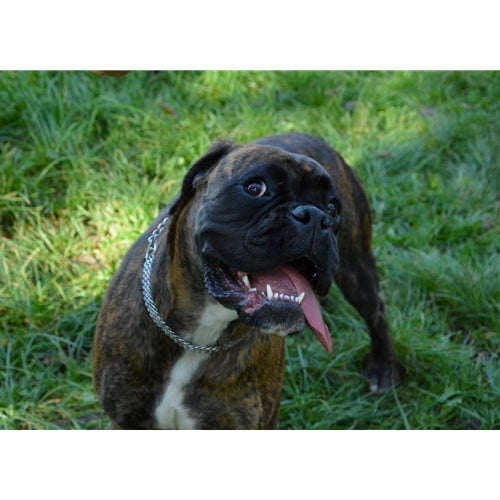 Mr.Pet spletna trgovina