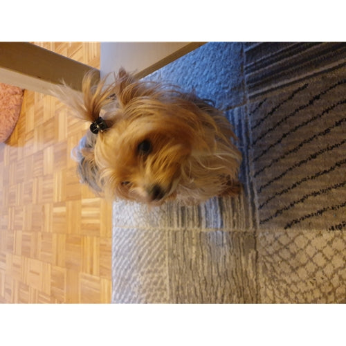 Mr.Pet spletna trgovina