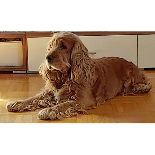 Mr.Pet spletna trgovina