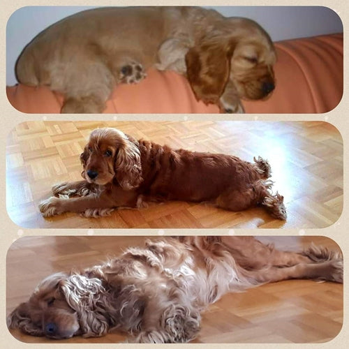 Mr.Pet spletna trgovina