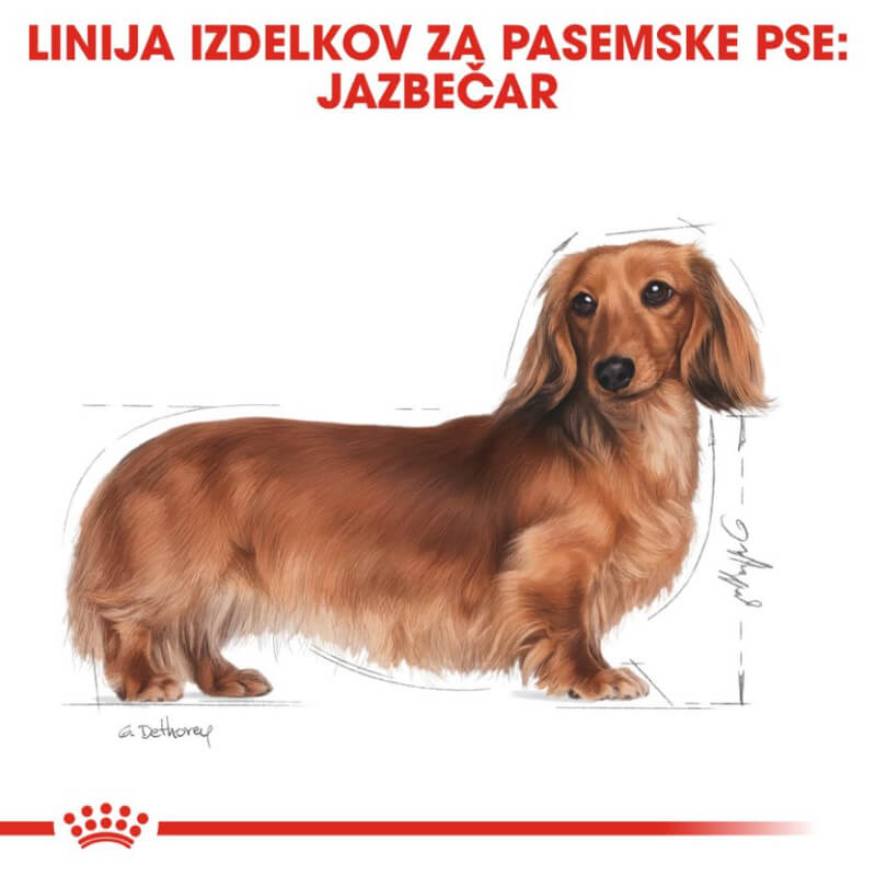Royal Canin Dachshund - 1,5 kg (3)