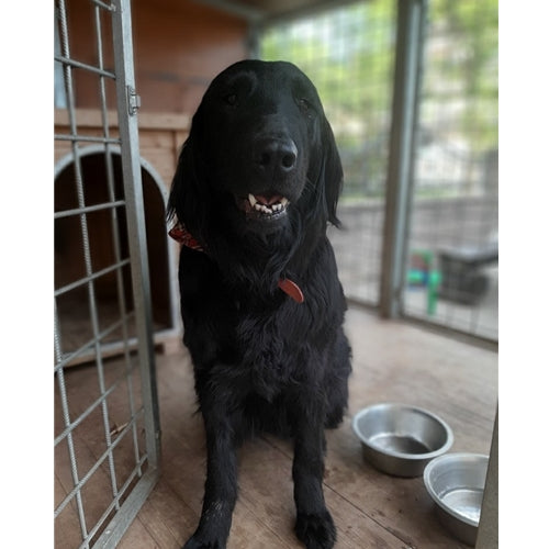 Mr.Pet spletna trgovina