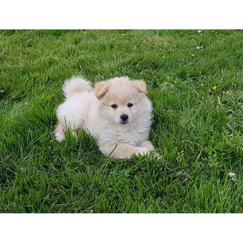 Mr.Pet spletna trgovina